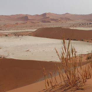 Peaceful desert